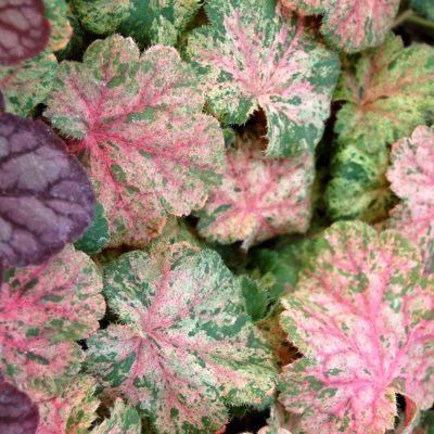 Heuchera 'Snowfire'