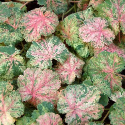 Heuchera 'Snowfire'