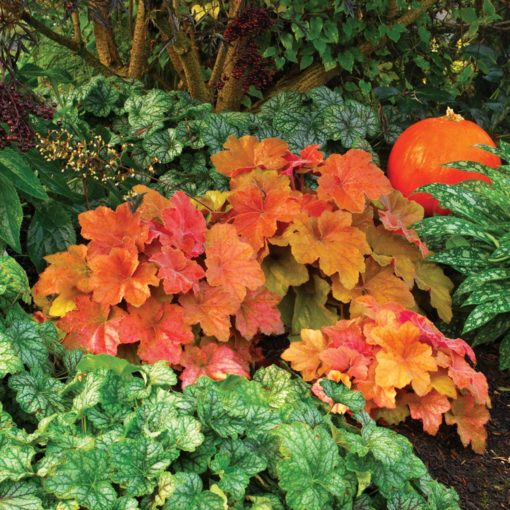 Heuchera 'Southern Comfort'