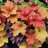 Heuchera 'Southern Comfort'