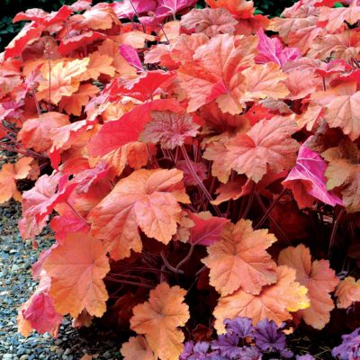 Heuchera 'Southern Comfort'