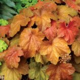 Heuchera 'Southern Comfort'