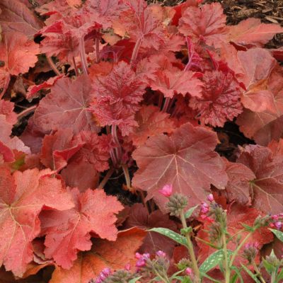 Heuchera 'Southern Comfort'