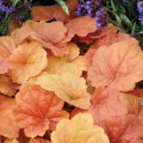 Heuchera 'Southern Comfort'