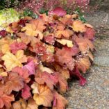 Heuchera 'Southern Comfort'