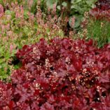 Heuchera 'Sparkling Burgundy'