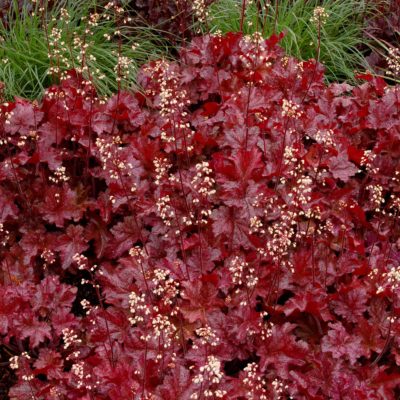 Heuchera 'Sparkling Burgundy'