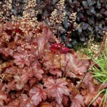 Heuchera 'Sparkling Burgundy'