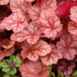 Heuchera 'Sparkling Burgundy'