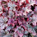 Heuchera 'Spellbound'