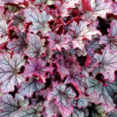 Heuchera 'Spellbound'