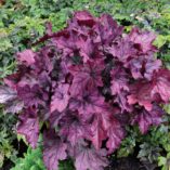 Heuchera 'Spellbound'