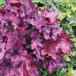 Heuchera 'Spellbound'