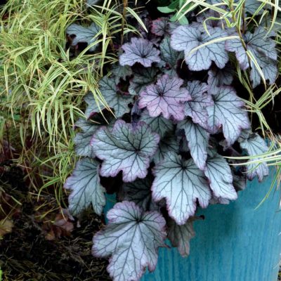 Heuchera 'Spellbound'