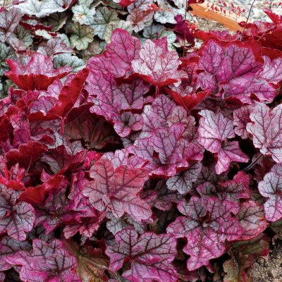 Heuchera 'Spellbound'