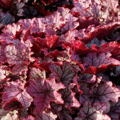 Heuchera 'Spellbound'