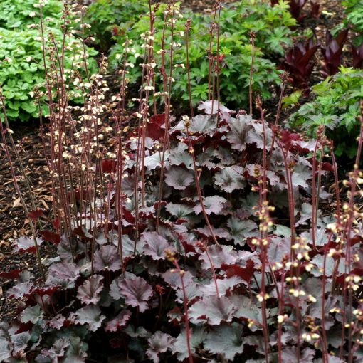 Heuchera 'Starry Night'