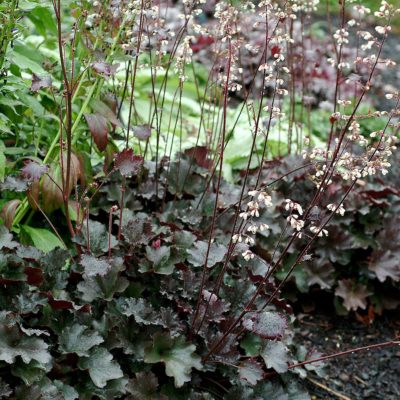 Heuchera 'Starry Night'