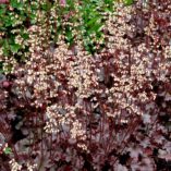 Heuchera 'Starry Night'