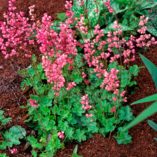 Heuchera 'Strawberry Candy'