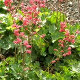 Heuchera 'Strawberry Candy'