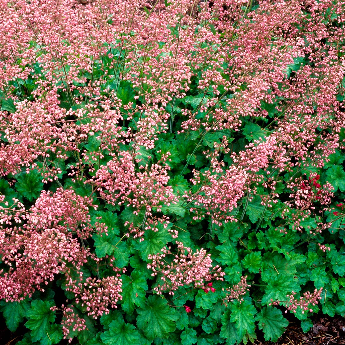 Heuchera 'Strawberry Swirl'