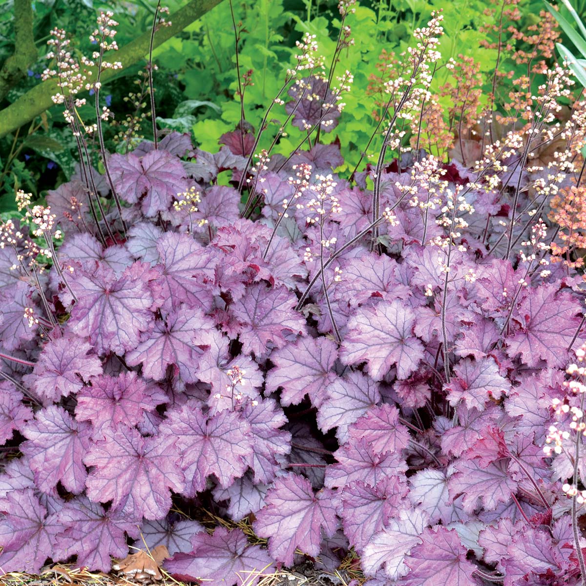 Heuchera LITTLE CUTIES™ 'Sugar Berry'