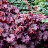 Heuchera LITTLE CUTIES™ 'Sugar Berry'