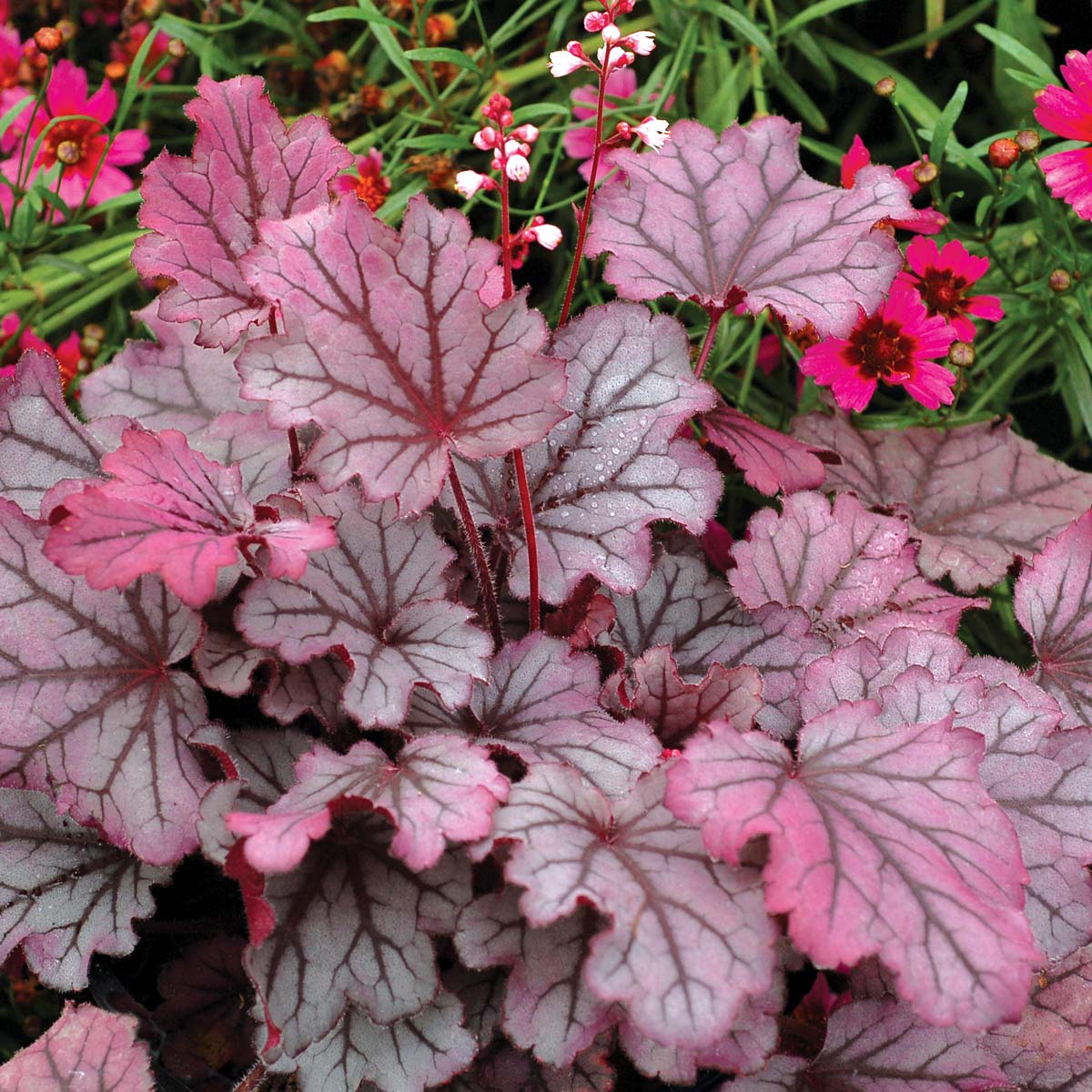 Heuchera LITTLE CUTIES™ 'Sugar Berry'