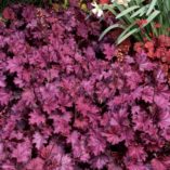 Heuchera LITTLE CUTIES™ 'Sugar Berry'