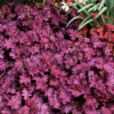 Heuchera LITTLE CUTIES™ 'Sugar Berry'