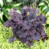 Heuchera LITTLE CUTIES™ 'Sugar Berry'