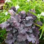 Heuchera LITTLE CUTIES™ 'Sugar Berry'