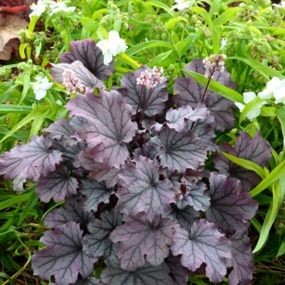 Heuchera LITTLE CUTIES™ 'Sugar Berry'