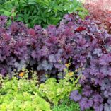 Heuchera LITTLE CUTIES™ 'Sugar Berry'