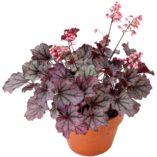 Heuchera LITTLE CUTIES™ 'Sugar Berry'