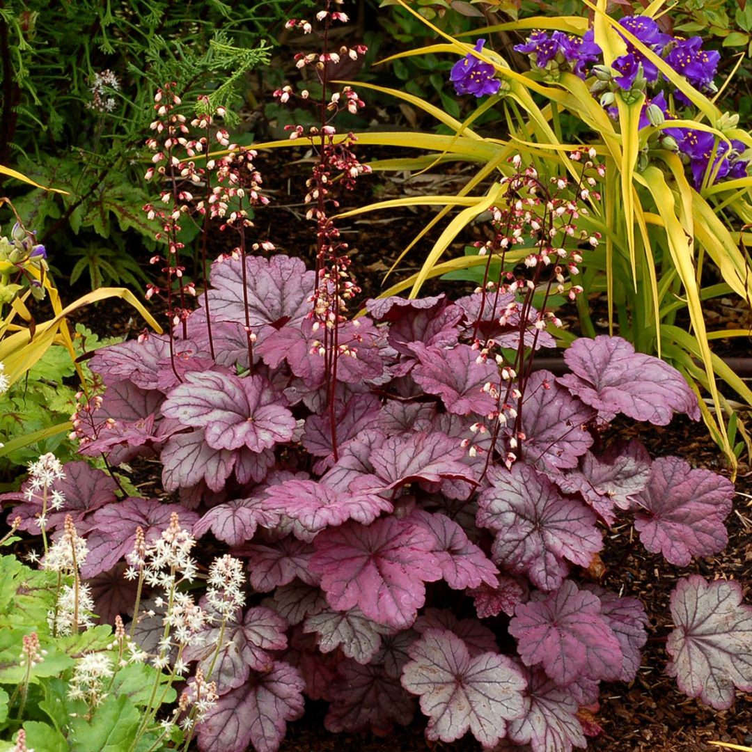Heuchera | TERRA NOVA® Nurseries, Inc.