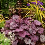 Heuchera 'Sugar Plum'