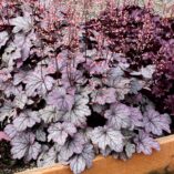 Heuchera 'Sugar Plum'