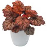 Heuchera 'Sugar Plum'