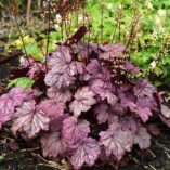 Heuchera 'Sugar Plum'