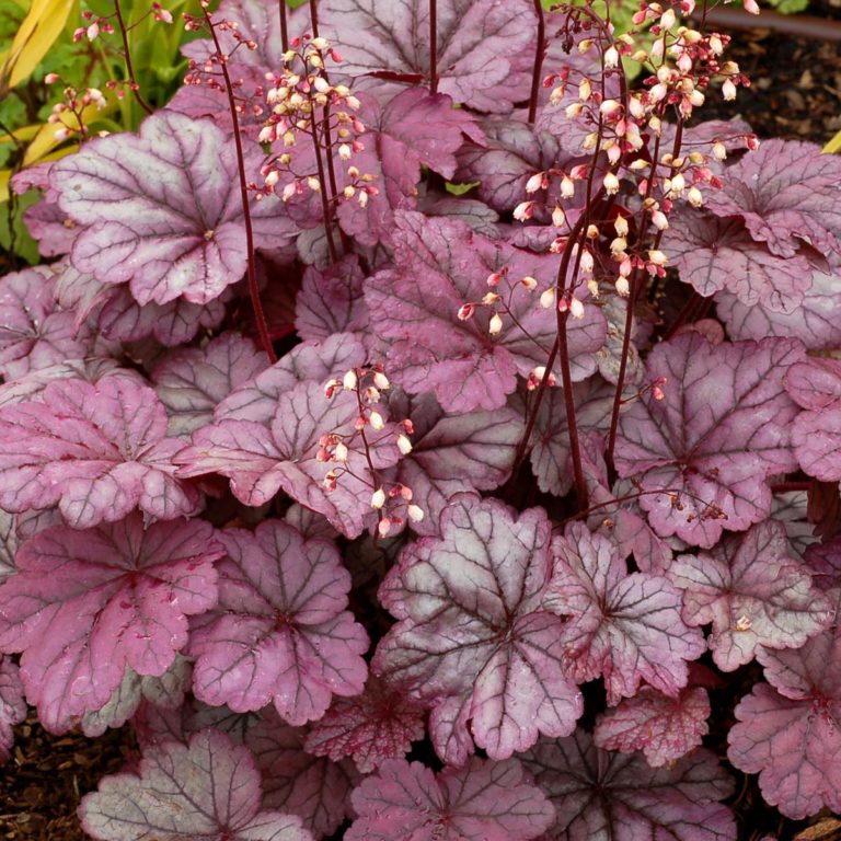 Heuchera 'Sugar Plum' main image 1