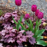 Heuchera 'Sugar Plum'