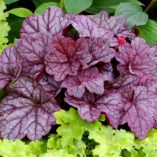 Heuchera 'Sugar Plum'