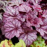 Heuchera 'Sugar Plum'