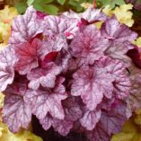 Heuchera 'Sugar Plum'