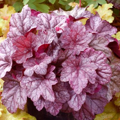 Heuchera 'Sugar Plum'