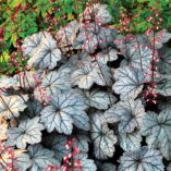 Heuchera 'Sugar Plum'