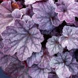 Heuchera 'Sugar Plum'