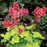 Heuchera LITTLE CUTIES™ 'Sweet Tart'